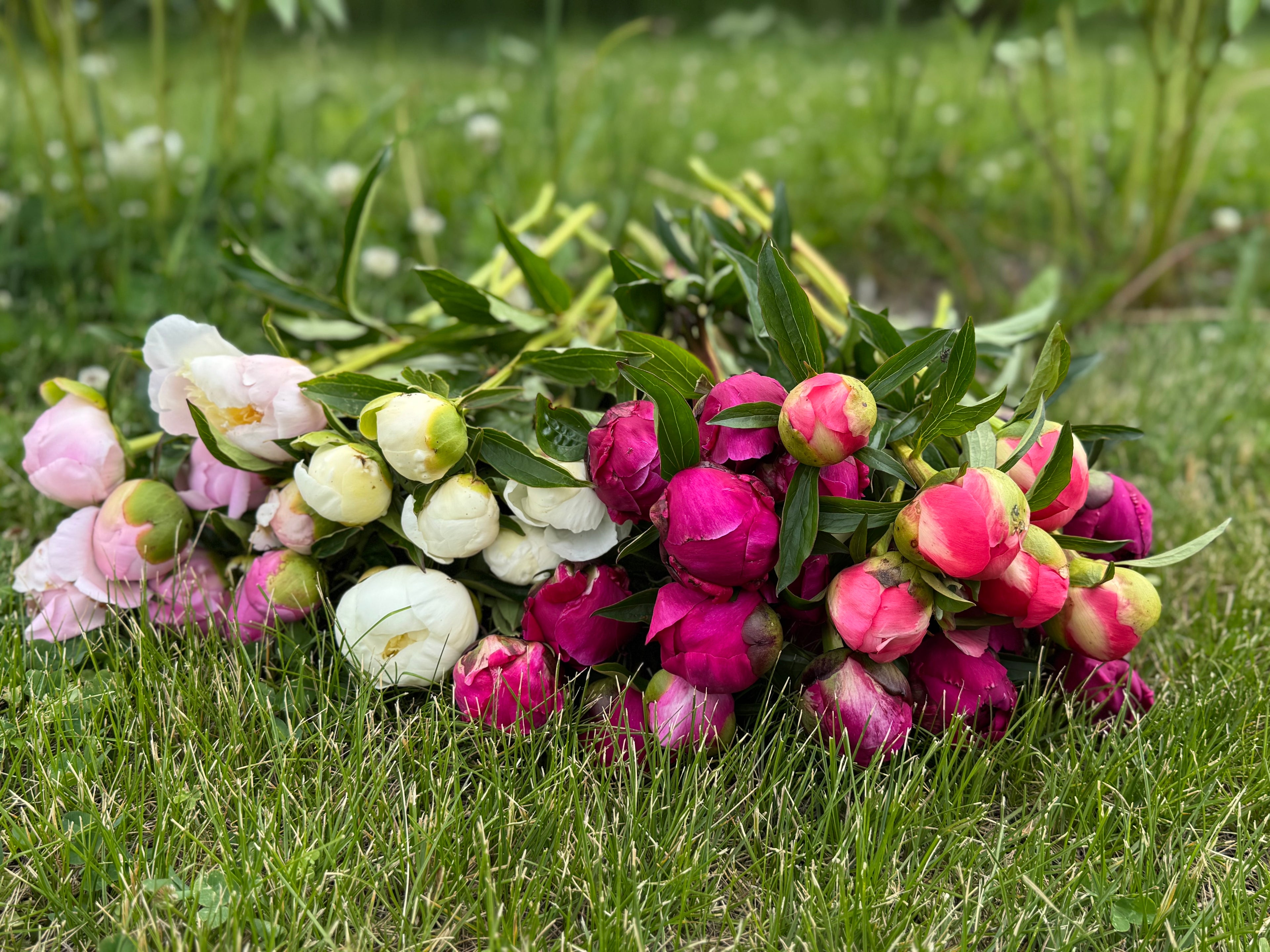 PEONY Lover’s Bouquet